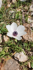 Anemone coronaria