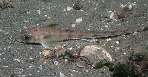 Bigeye poacher (Bathyagonus pentacanthus) — Agonidae