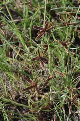 Cyperus rubicundus