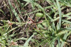 Cyperus rubicundus