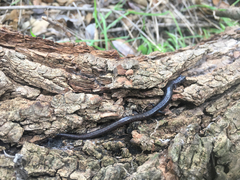 Batrachoseps major major