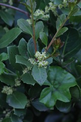 Maytenus procumbens