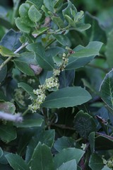 Maytenus procumbens