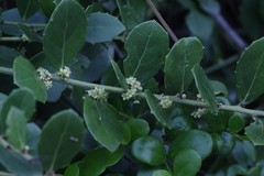 Maytenus procumbens