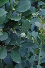 Maytenus procumbens