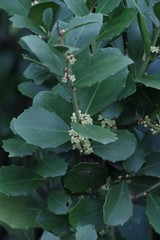 Maytenus procumbens