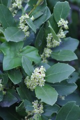 Maytenus procumbens