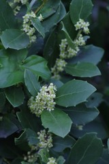Maytenus procumbens