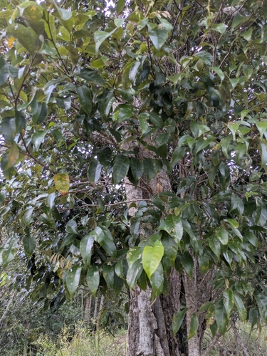 Castanopsis acuminatissima observed 2026-02-25