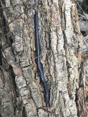 Batrachoseps major major