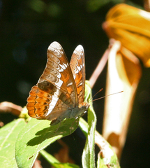 Lebadea martha martha