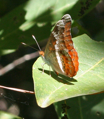 Lebadea martha martha