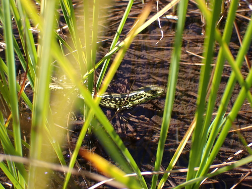 Alpine Meadow-skink, Eulamprus kosciuskoi