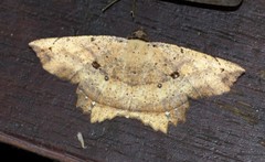 Polyacme subpulchra