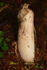 Itajahya galericulata