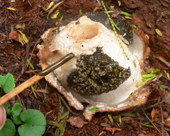 Itajahya galericulata