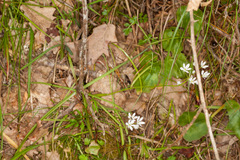 Allium subhirsutum