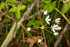 Allium subhirsutum