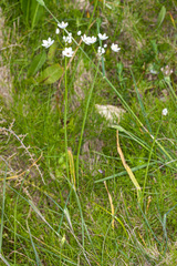 Allium subhirsutum