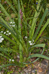 Allium subhirsutum