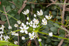 Allium subhirsutum