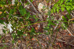 Allium subhirsutum