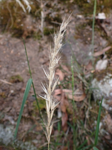 Rytidosperma setaceum observed 2026-02-09