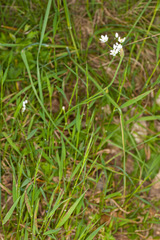 Allium subhirsutum