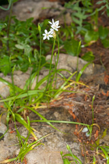 Allium subhirsutum