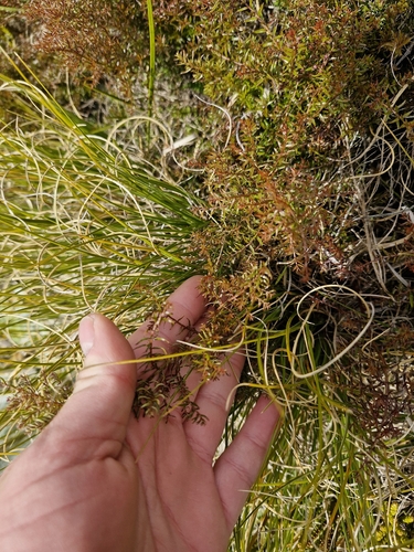 Coriaria angustissima, photograph 4