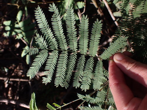 Acacia silvestris, 2026-02-09