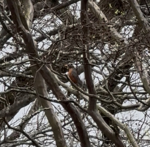 American Robin