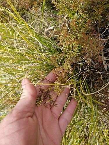 Coriaria angustissima, photograph 5