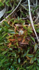 Azorella filamentosa