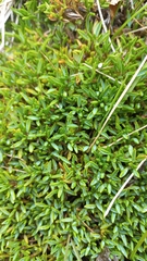 Azorella filamentosa, photograph (c) Ariadna Tripaldi, some rights reserved (CC BY)