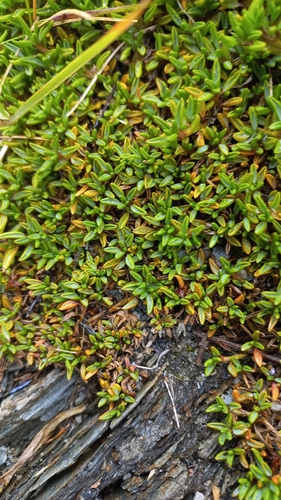 Azorella filamentosa, photograph 3