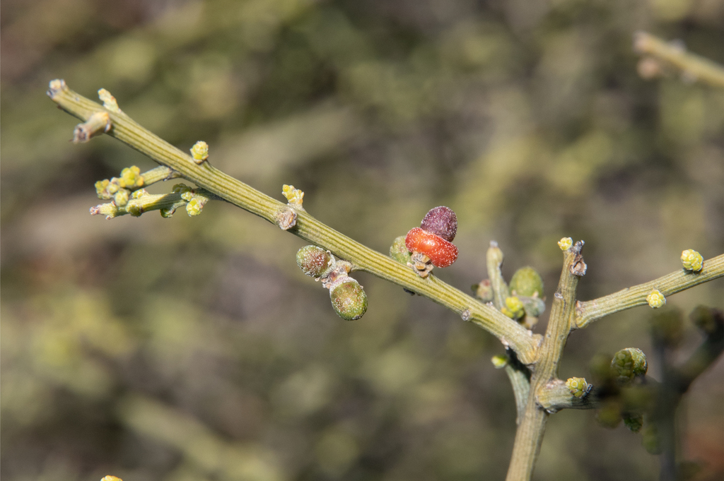 Leafless Ballart