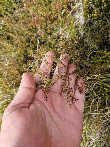 Coriaria angustissima, photograph 6