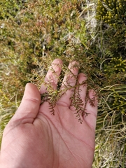 Coriaria angustissima, photograph (c) Irisa Hudson, some rights reserved (CC BY)