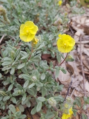 Helianthemum
