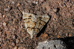Paramelora lychnota