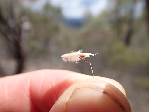 red-anther wallaby grass (Rytidosperma pallidum)