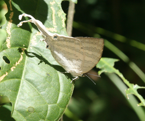 White Imperial Butterfly