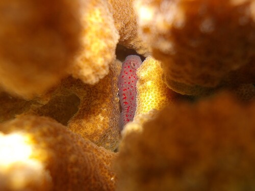 Caracanthus typicus observed 2025-10-08