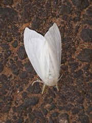 Lepidoptera