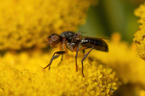 Saltella sphondylii, 2025-08-12