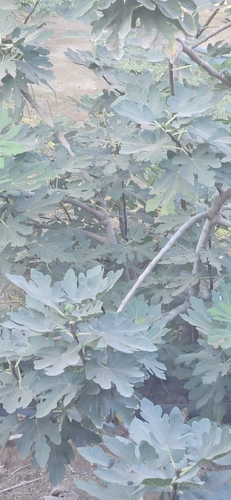 common fig