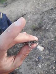 Leptodactylus latinasus