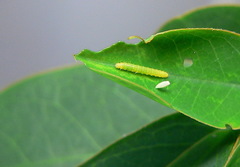 Catopsilia florella