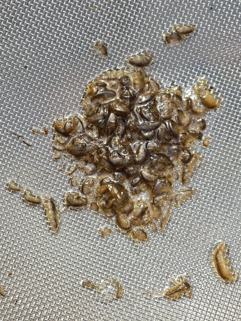 Gammarus sobaegensis